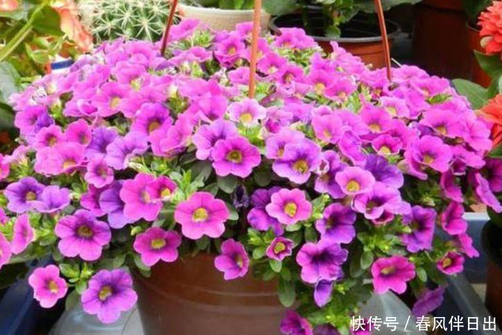 阳台再小也必须养的4种花,一年开花300天,层层交叠,烂漫迷人眼