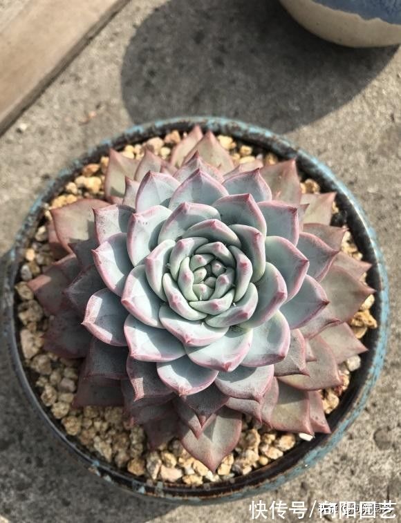 蓝粉鸟|选多肉，这4个品种很不错，适合新手入手，容易养护不烂根