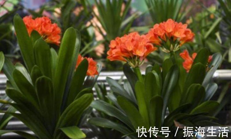 种花|3种花深受花友的喜欢,开花爆盆很简单,招财又纳福,谁养谁喜欢