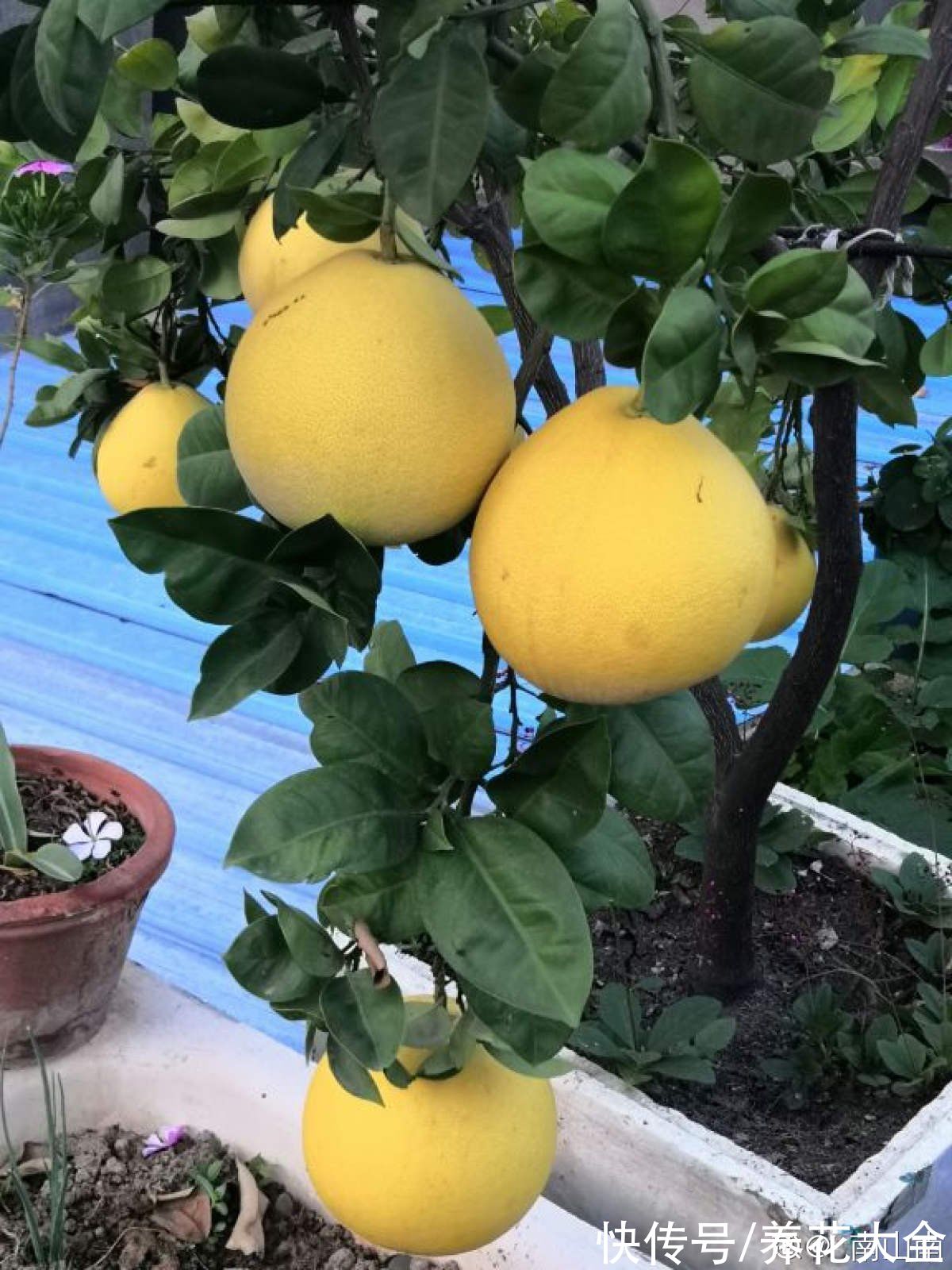 柚子树|4种果树，种在院子里特旺宅，还有时令水果免费吃
