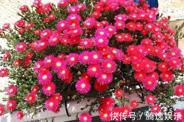 此花比太阳花还好养,花色很漂亮,爆盆容易,值得入手