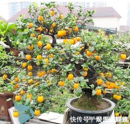 叶片|居家养棵树,旺财又福寿,1月不浇水,也能长,还越养越“值钱”