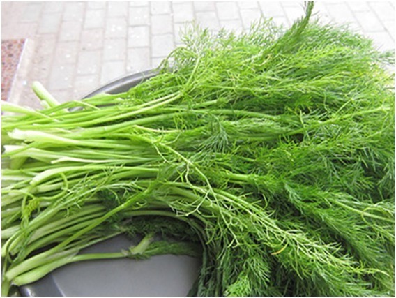 馅饼|茴香再好吃也要注意三个禁忌,大多数人不知道,建议收藏!