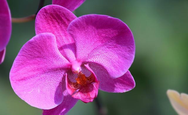 家养|适合家养的3种花,开花爆盆很容易,满屋都是花香味,谁养谁喜欢