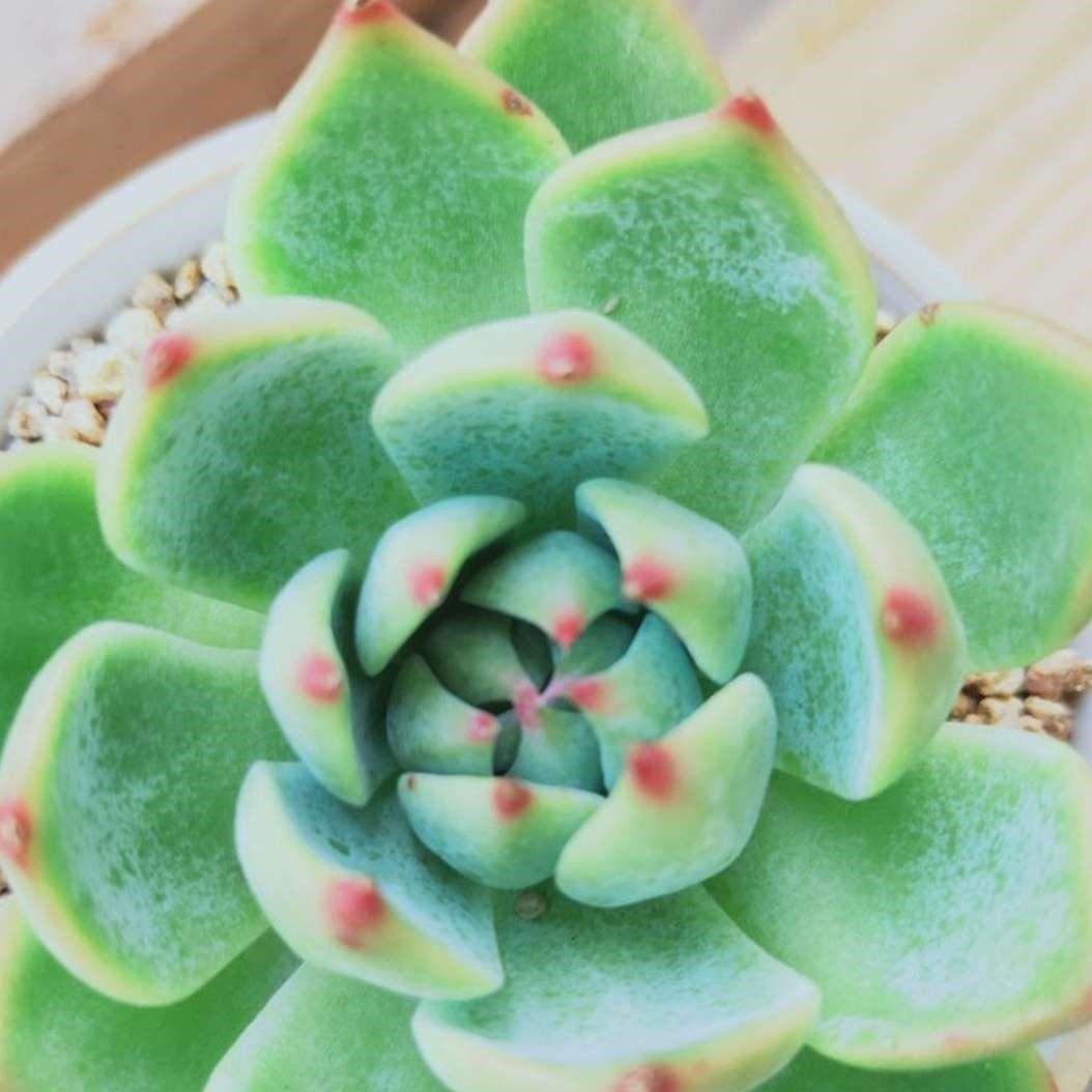 4种多肉最适合懒人养,叶子厚实难徒长,养到就是赚到!