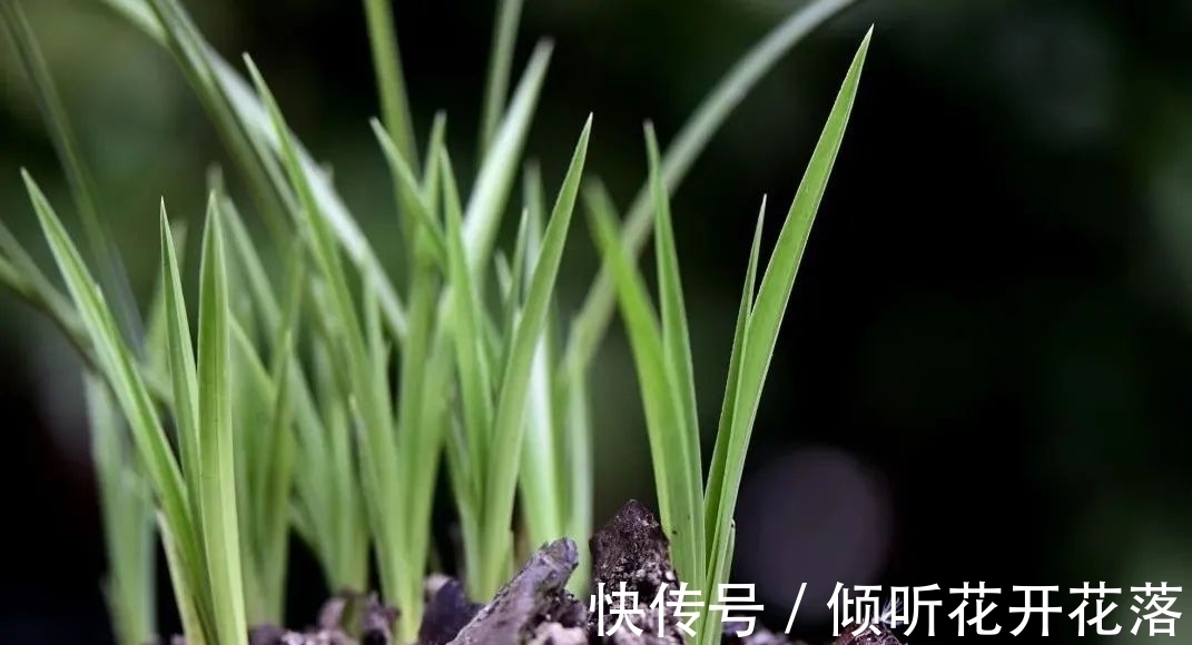 兰花|尿素在养兰花时,究竟有什么作用及用途