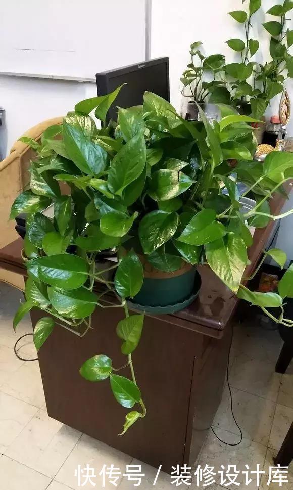 4种花,最容易被扔掉,看到别错过了,捡回家换个盆,省钱啦