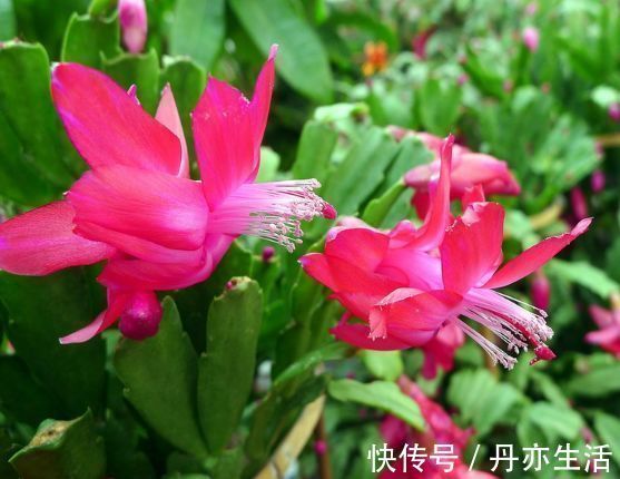 太阳花|家里就养几种花，净化空气还“招财”，聪明人都在养！