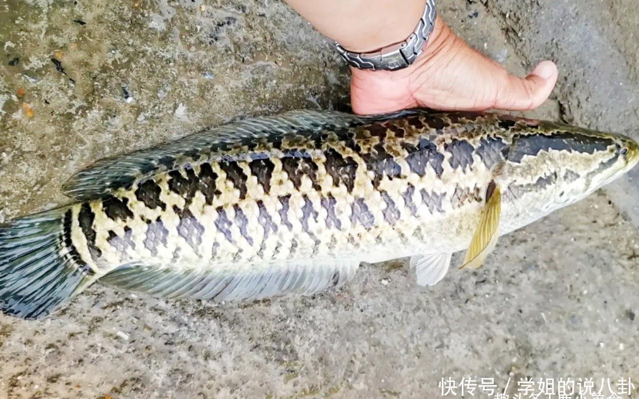 乌鱼|家有外伤人，记得吃此鱼，比甲鱼滋补，炖汤鲜美营养，伤口愈合快