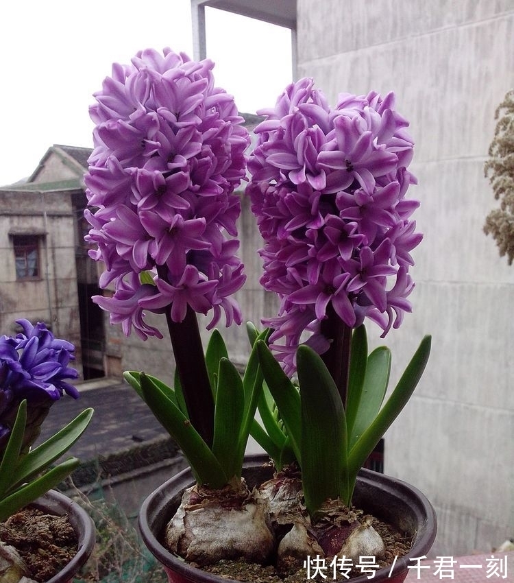 4种花养了就爆盆,好养易活开花漂亮,美不胜收,你养了吗