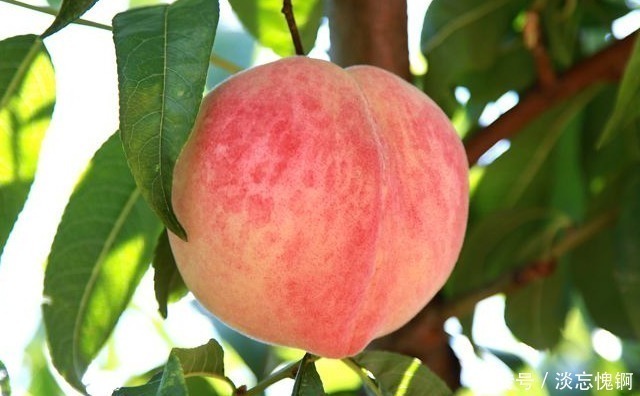 上联!先生出上联:昨日偷桃钻狗洞,不知是谁?学生的下联令人佩服!