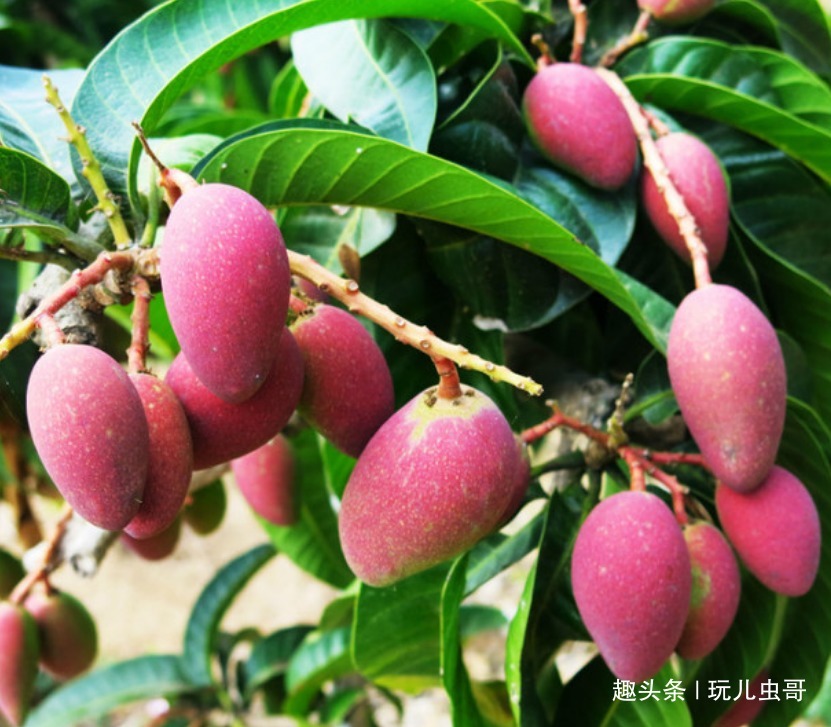 芒果肉质细腻,气味香甜,掌握一点,种出优质美味的芒果来!