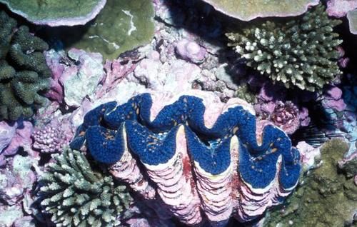  取自|除了点翠外，历史上还有哪些取自动物的珍宝？