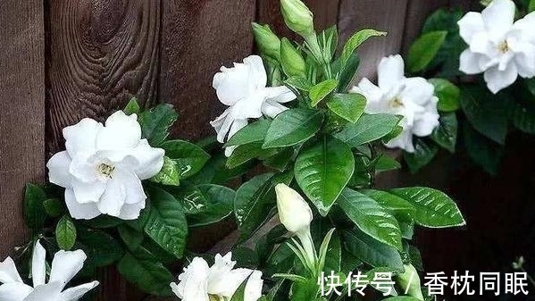 遍寻不到“酸性土”的情况下,该怎么让养花土从碱性变酸性?