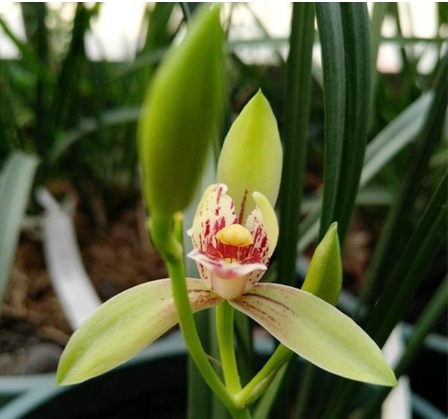 很多人说兰花难养,其实主要还是花友们不懂得一些”诊断“的方法