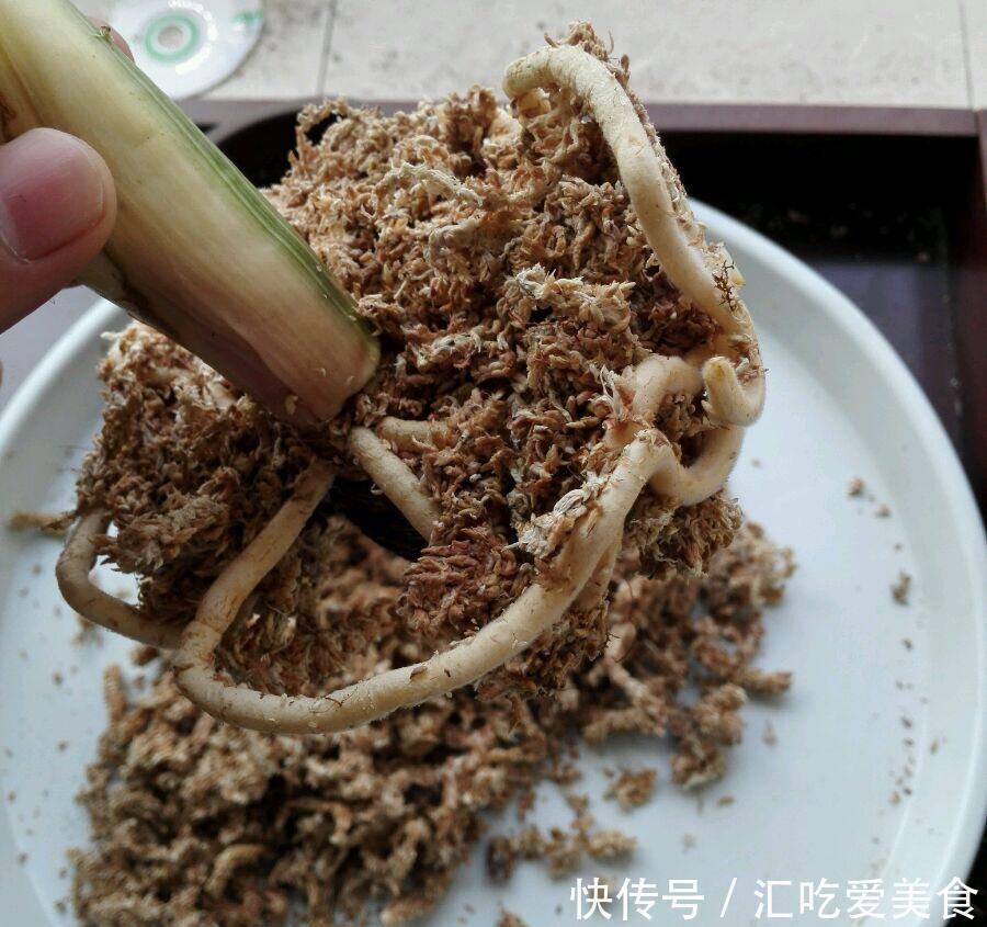 河沙|给裸根君子兰“催根”，教你3个方法，养40天冒出“大粗根”