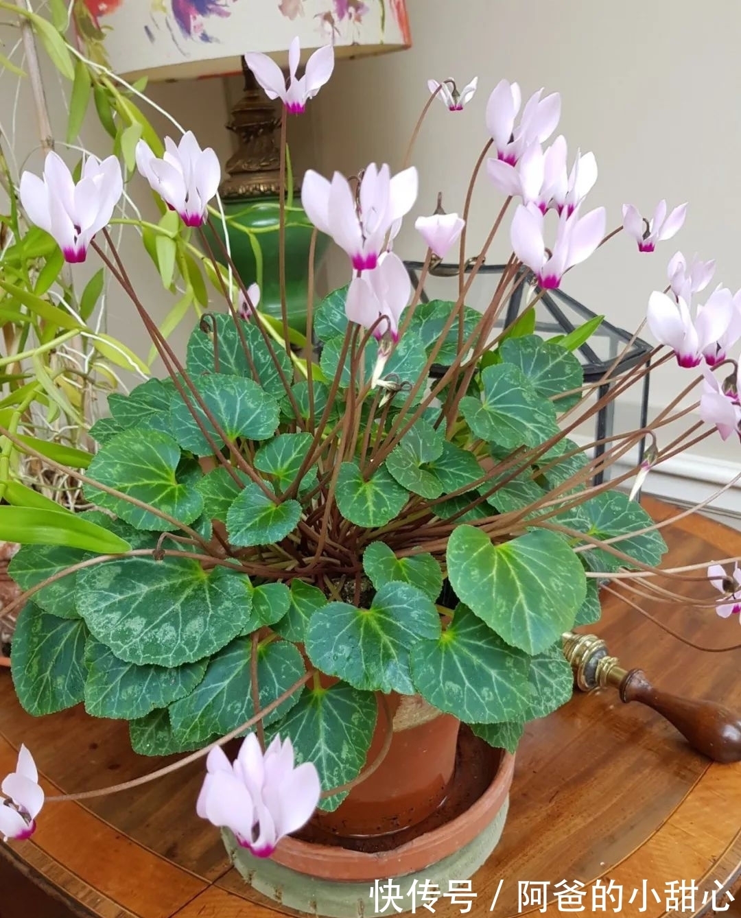 养盆栽仙客来掌握7点,养20~30年都不是问题,年年能开花