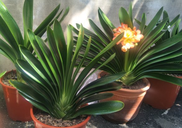  开花|君子兰不开花，是什么原因造成的？