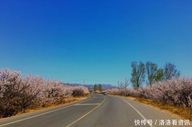 桥东春景｜西望山村四月天，香白杏花开春风里