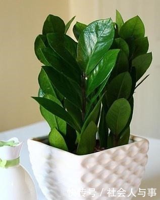 这5种花很适合4月养,花期长,好活还耐旱,现在养夏天正好赏!