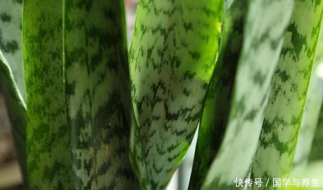 卧室养3种花,晚上也能释放氧气,睡觉睡的香!