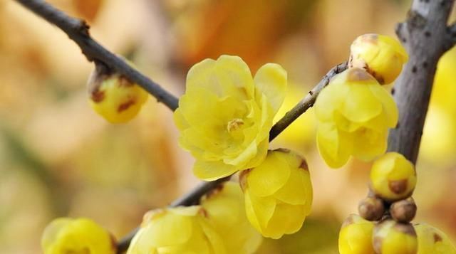 这“3种”树,养成室内“老桩盆景”,观赏价值高,越养越耐看