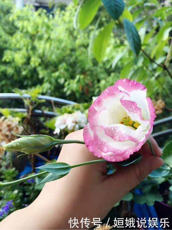 秋天播种次年赏花，此花漂亮不逊月季牡丹，扦插枝条就能活