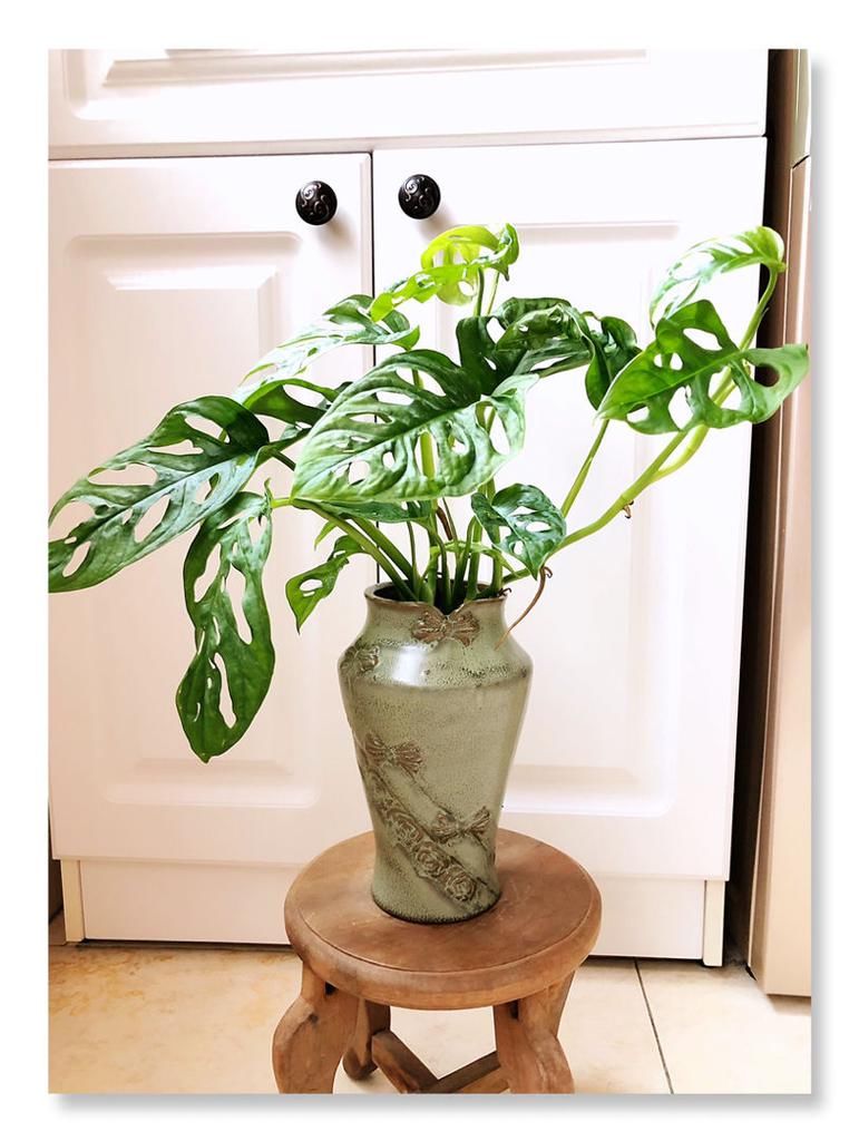 不常见的5种绿植,养过3种就是大神,你养了几种?