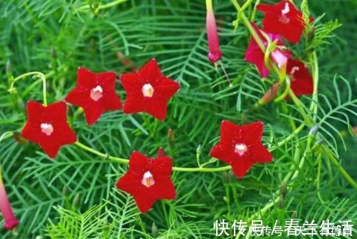 4种花是花卉中的“佼佼者”，花朵仙又美，全年开花不断
