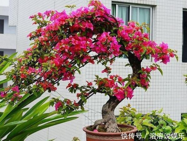 米醋|厨房里一种“调味料”,兑水浇了三角梅,从不黄叶,特别爱开花