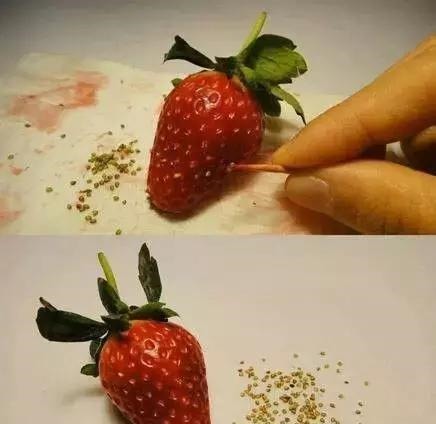 草莓这么贵就别买了,自己种一盆,1招让草莓又大又甜!