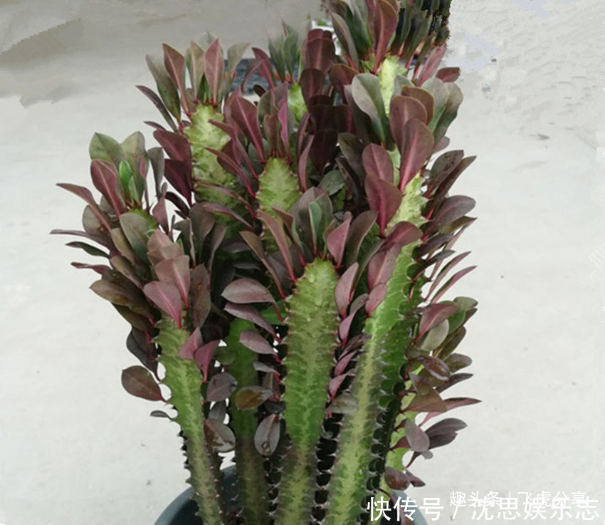 宁干|三种花家里至少要养一盆,镇宅平安吉祥花,明白的人都养它