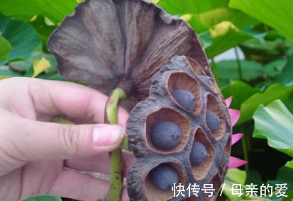 莲藕|秋吃藕，胜补药！莲藕4大妙方，补气血，强免疫，百病绕道走！