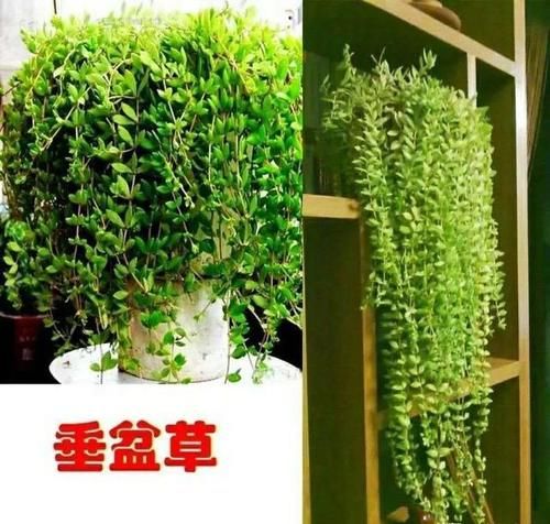 什么植物挂在墙上好看？