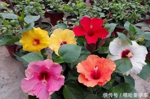 这10种花,冬天必须虐着养,断水又断肥,才能安全过冬!