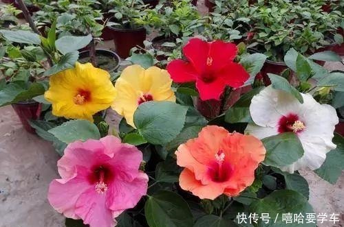 这10种花，冬天必须虐着养，断水又断肥，才能安全过冬！