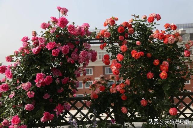 圆滚滚的绣球，瀑布般的花墙，这届花友也太会种花了吧