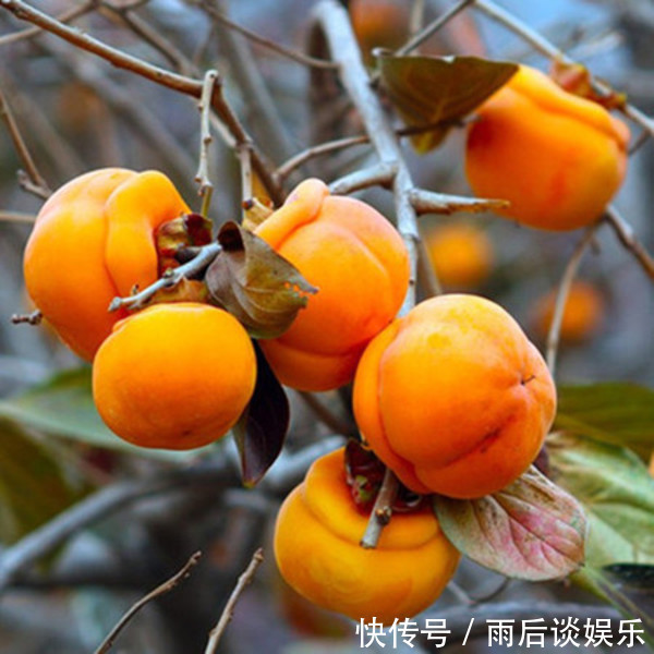 胎儿|辟谣!孕妇真的不能吃的这些东西吗?