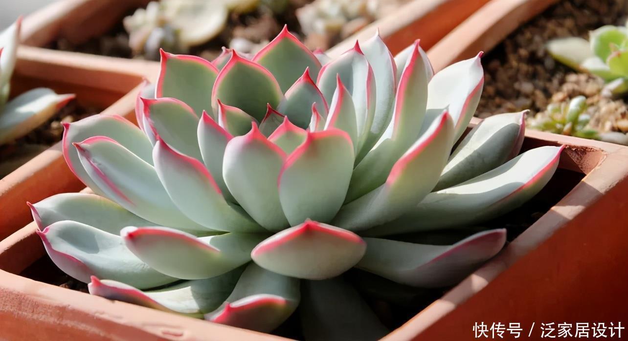 多肉花月夜图片