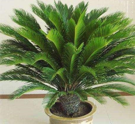 这几种花寿命长,一盆能活几十年,养在家里能当传家宝