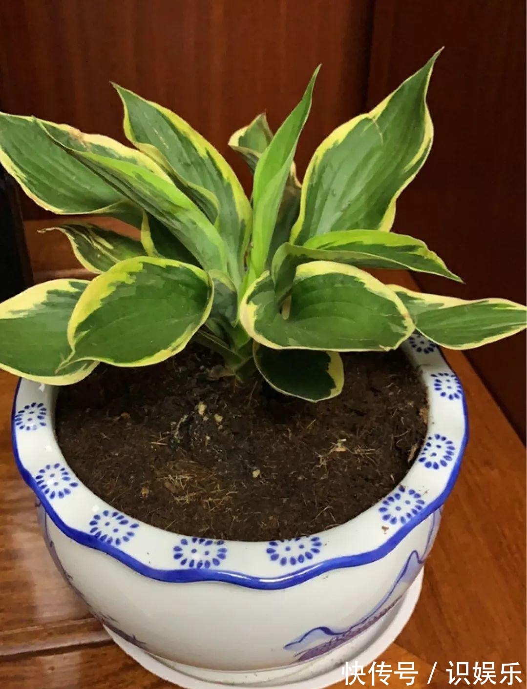 伤口|秋天给花铲一锹,一盆变五盆,根本不用扦插!