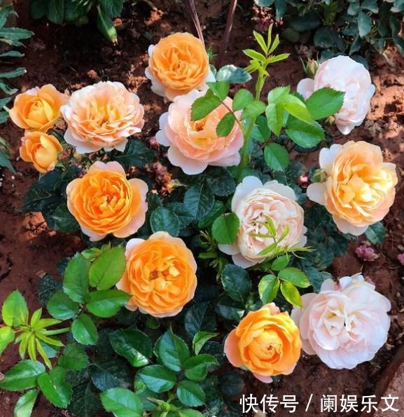枝条|养月季花小苗,用3个“小技巧”,蹭蹭长侧芽,一次开花就爆盆