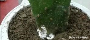 仙人掌嫁接蟹爪兰,先长“壮汉身”,再长蟹爪兰,避免被“吸干”!