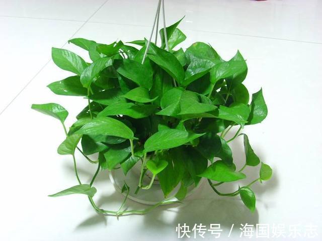 遮阳网|抵不住高温花卉全死了，那就剪成“秃秃花”，1个月又重新长爆盆