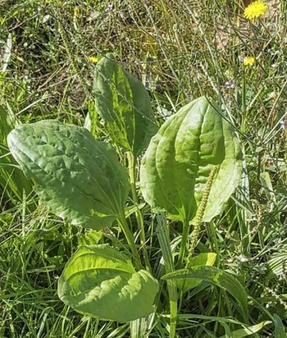 尿酸过高|车前草有妙用,治疗关节炎只是其一,中老年犯的大病小病全靠它