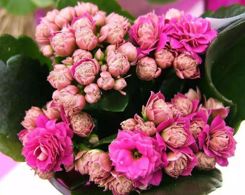 长寿花漂亮又艳丽,教你3个盆栽长寿花的小妙招,长的越来越旺盛