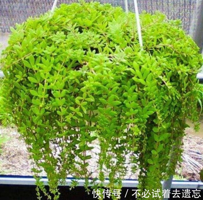 3种花专吸“甲醛、二手烟”,1个月不浇水都能长得旺,你养了吗