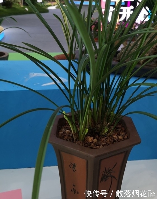 10大兰花品种,你见过几个