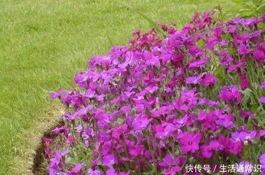 12种花朵五颜六色的夏季花卉 种在院子里就能开花灿烂 快资讯