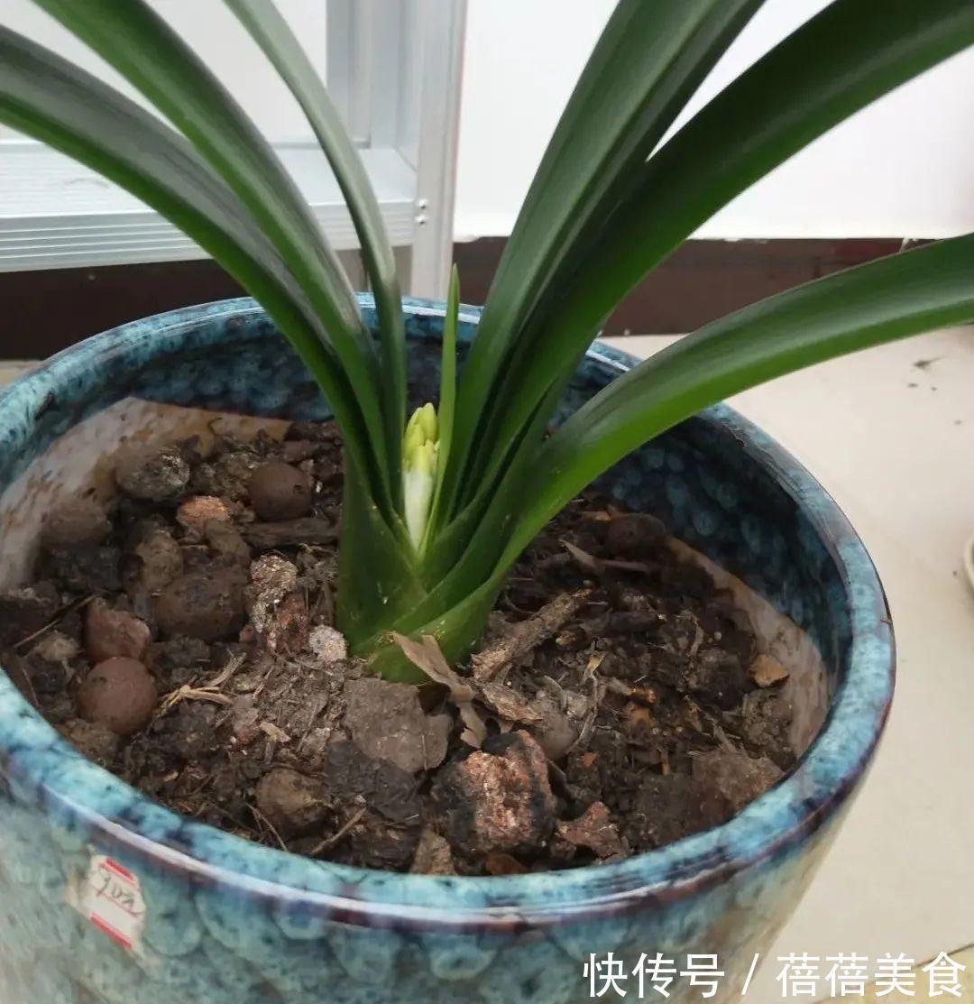 养君子兰就得学会6要点,叶子绿油亮,开花多又大